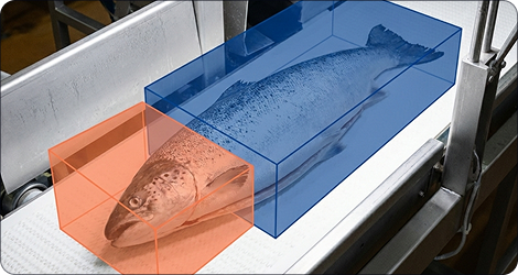 K-Factor — análisis morfológico automático de cada pez