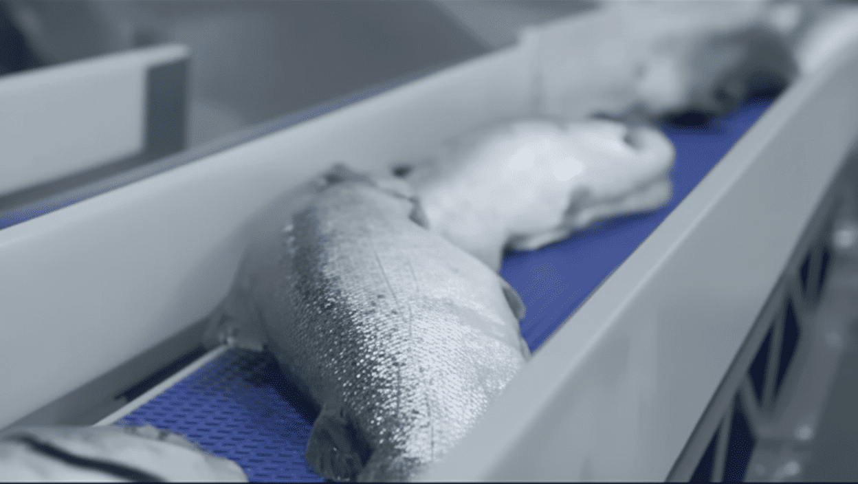 Q-Scan inspeccionando salmones enteros en línea de producción